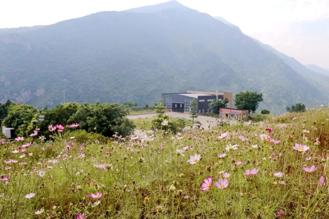 昔日“垃圾山”今朝“花海洋” 西區這個地方美出新高度