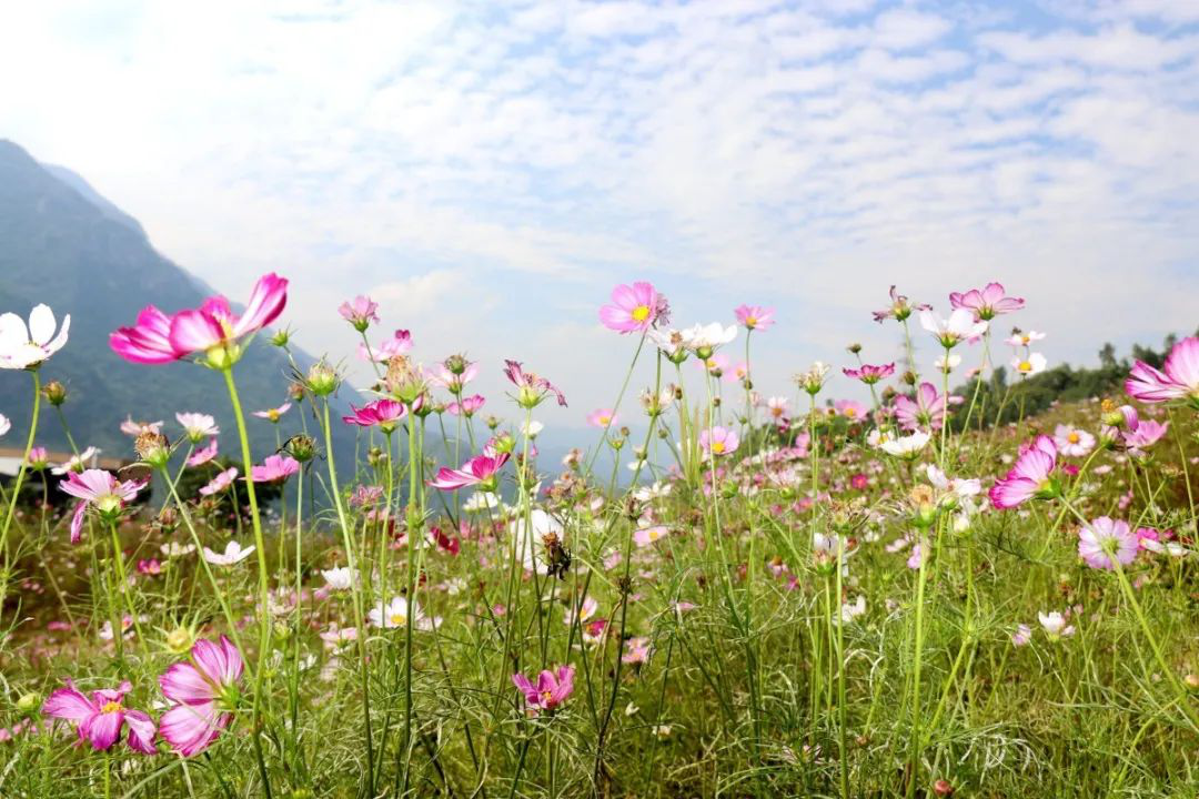 昔日“垃圾山”今朝“花海洋” 西區這個地方美出新高度