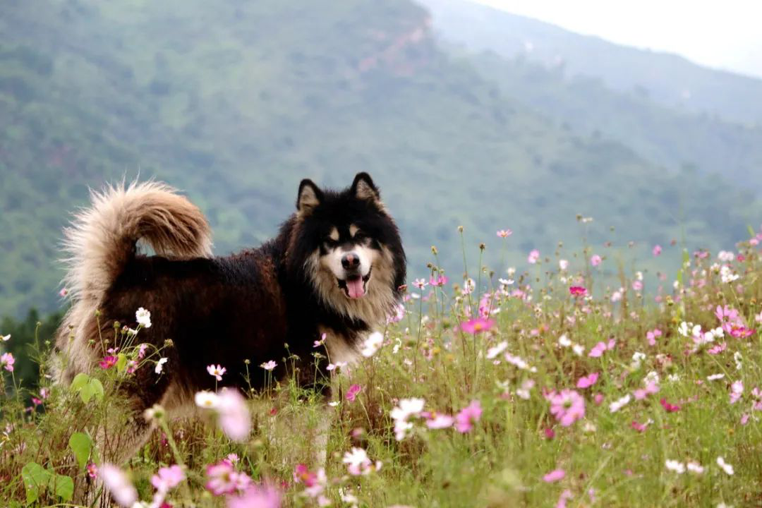 昔日“垃圾山”今朝“花海洋” 西區這個地方美出新高度