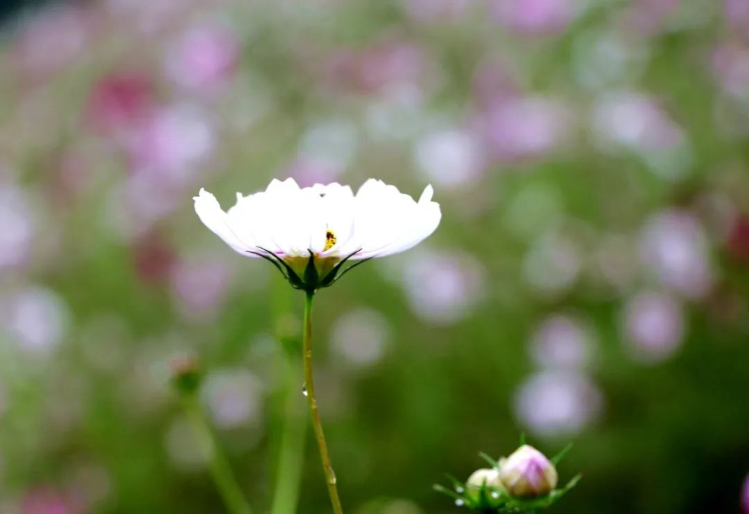 昔日“垃圾山”今朝“花海洋” 西區這個地方美出新高度