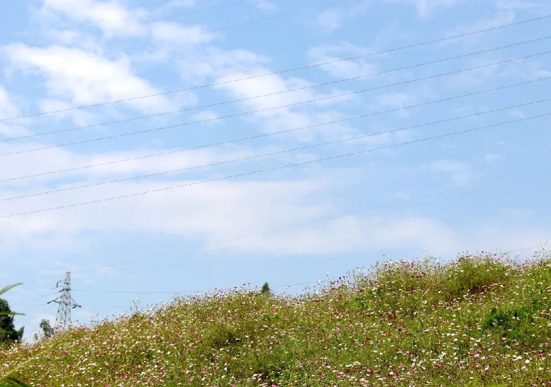 昔日“垃圾山”今朝“花海洋” 西區這個地方美出新高度