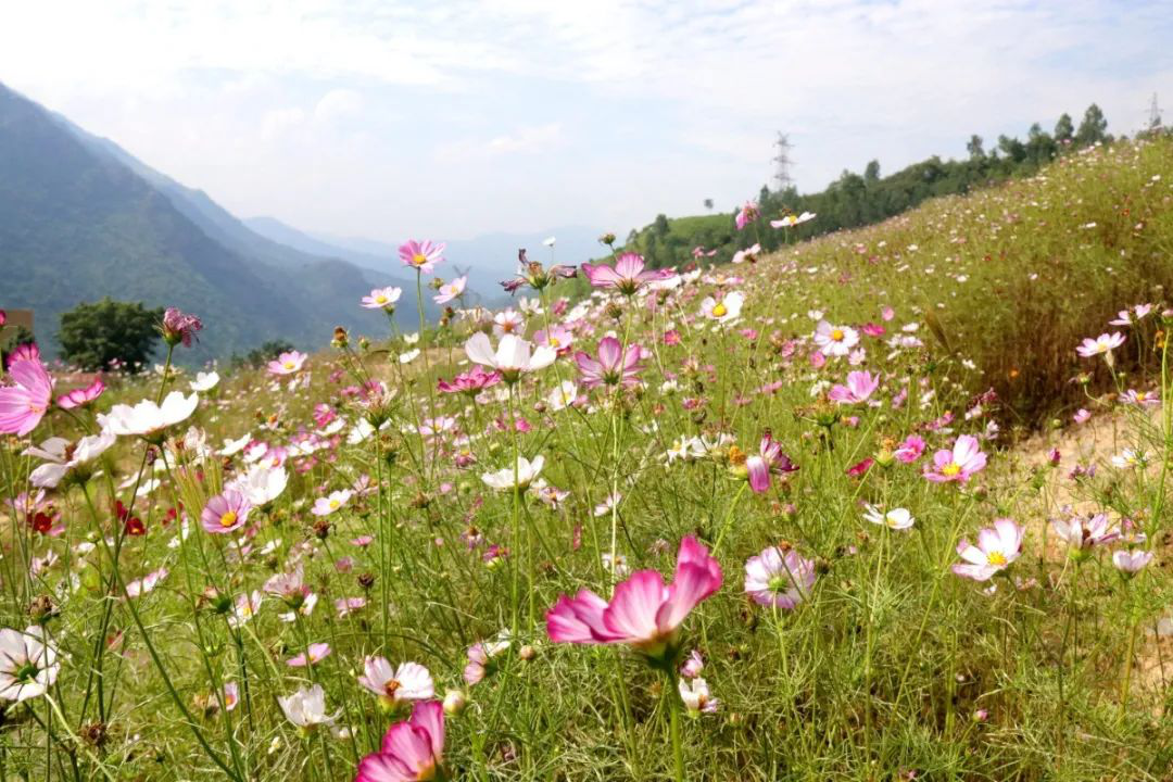 昔日“垃圾山”今朝“花海洋” 西區這個地方美出新高度